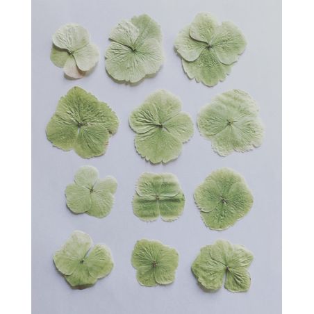 12 fleurs d'hortensia vert pâle
