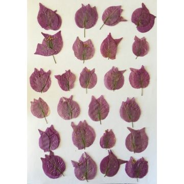 24 fleurs de bougainvillier