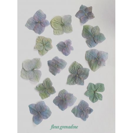 15 fleurs d’hortensia bleu vert