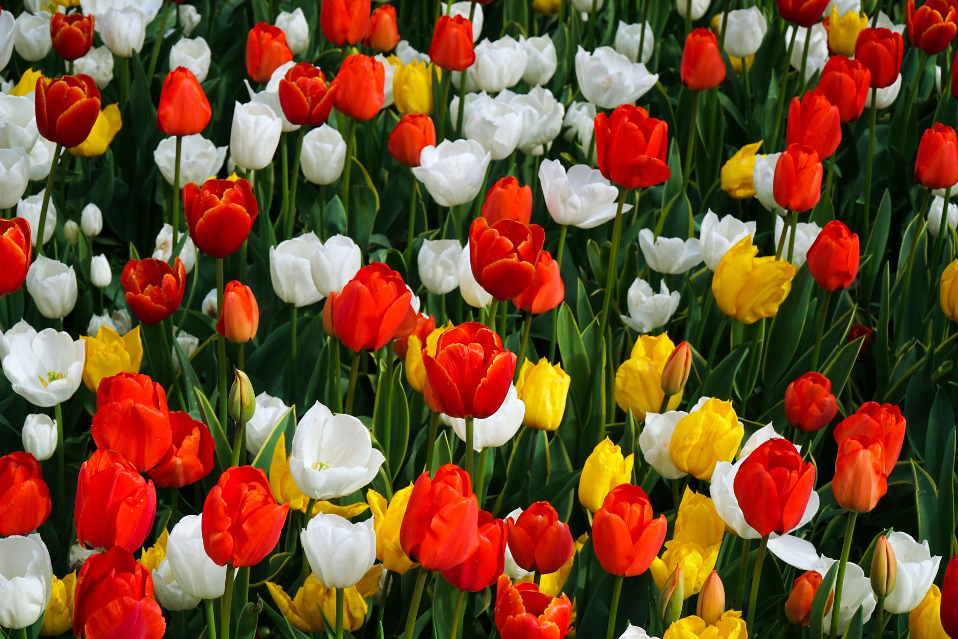 Fleurs de jardin colorees