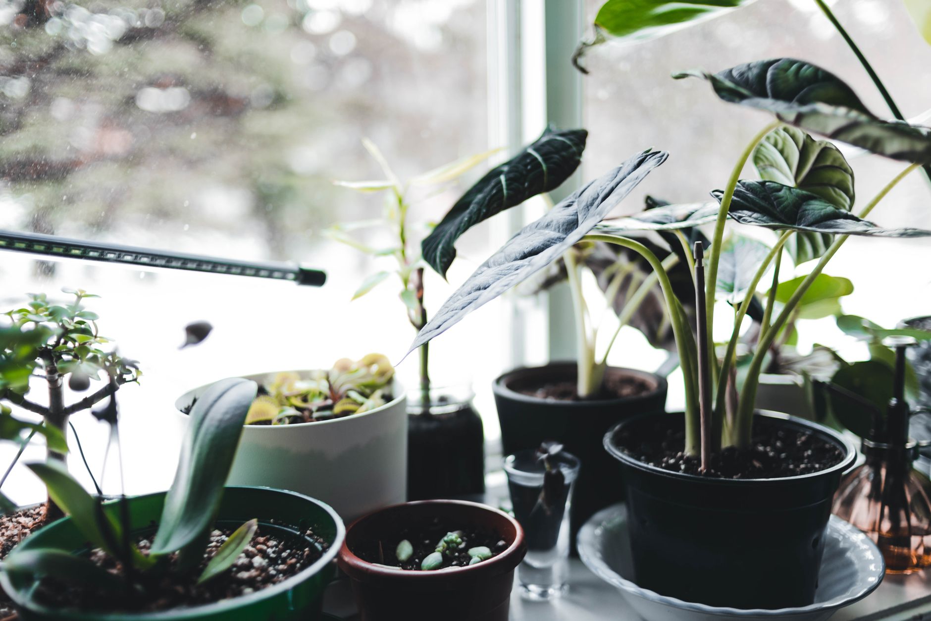 Plantes en pot pres d'une fenetre