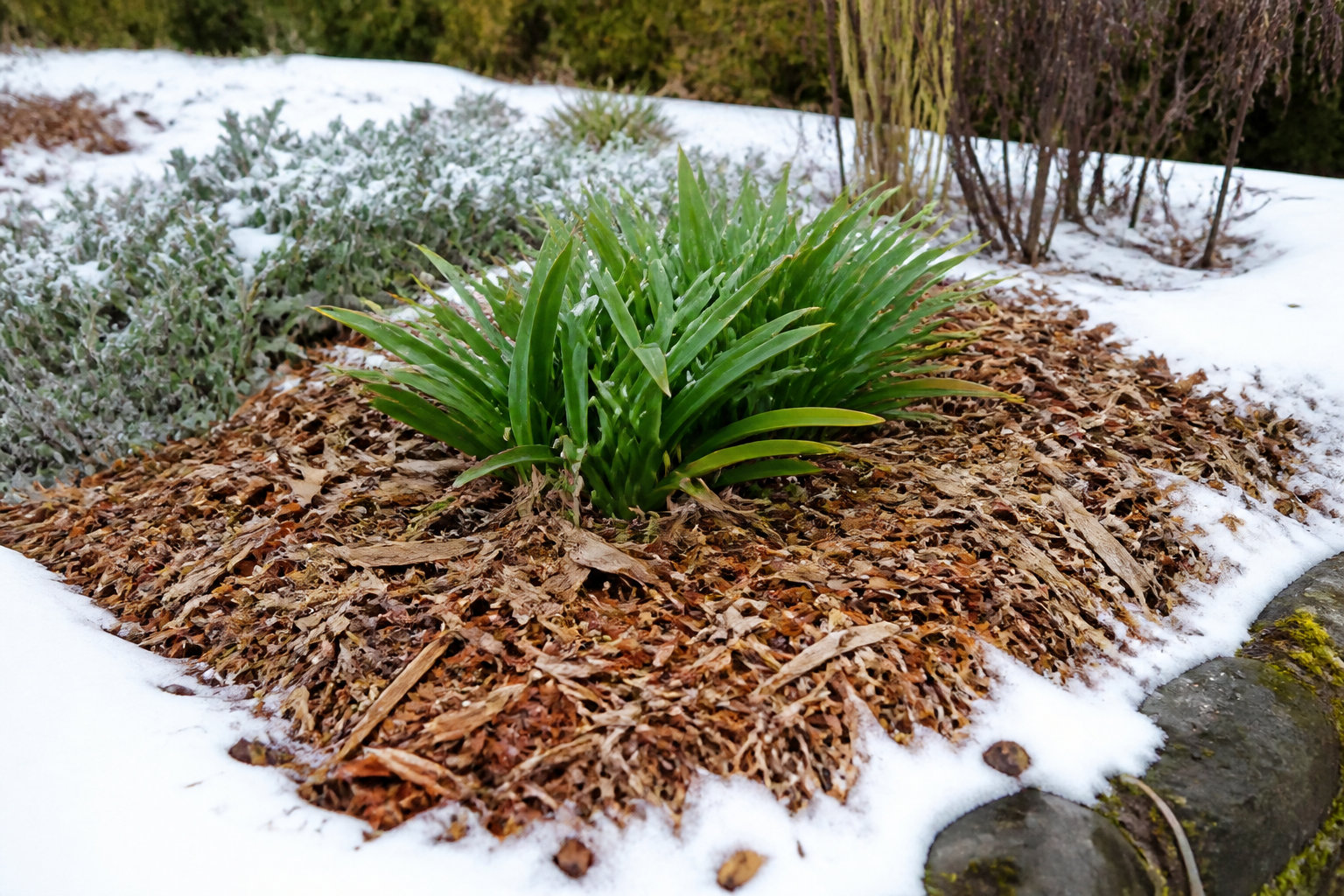 Protection hivernale et santé de vos plants