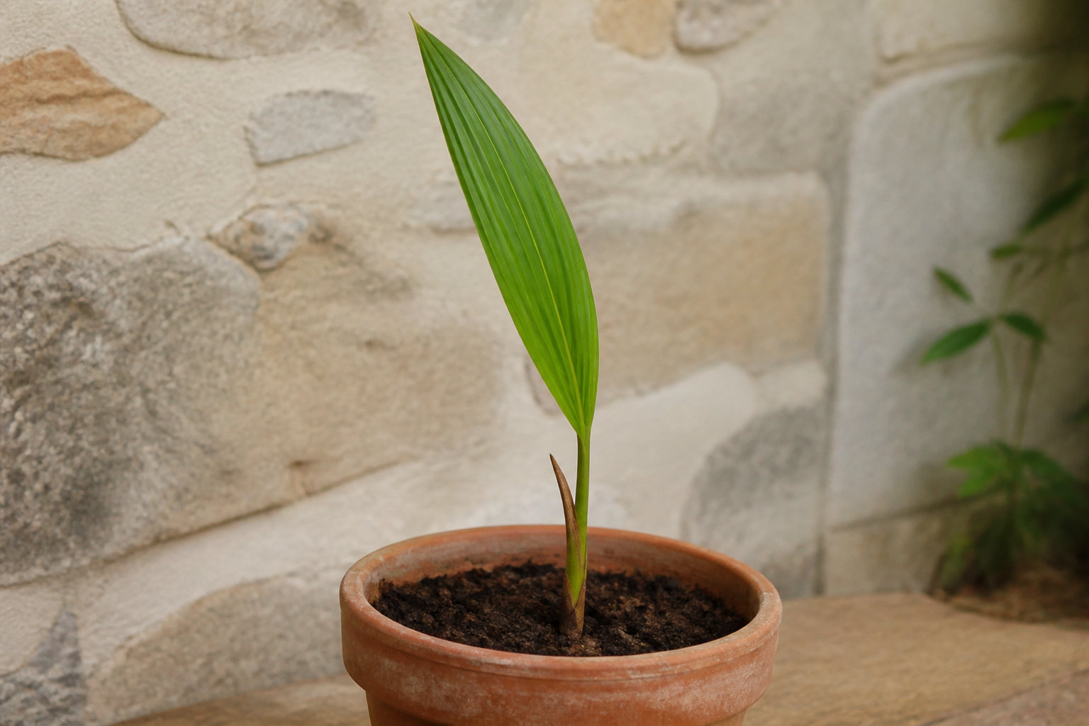 Soins et acclimatation des jeunes palmiers