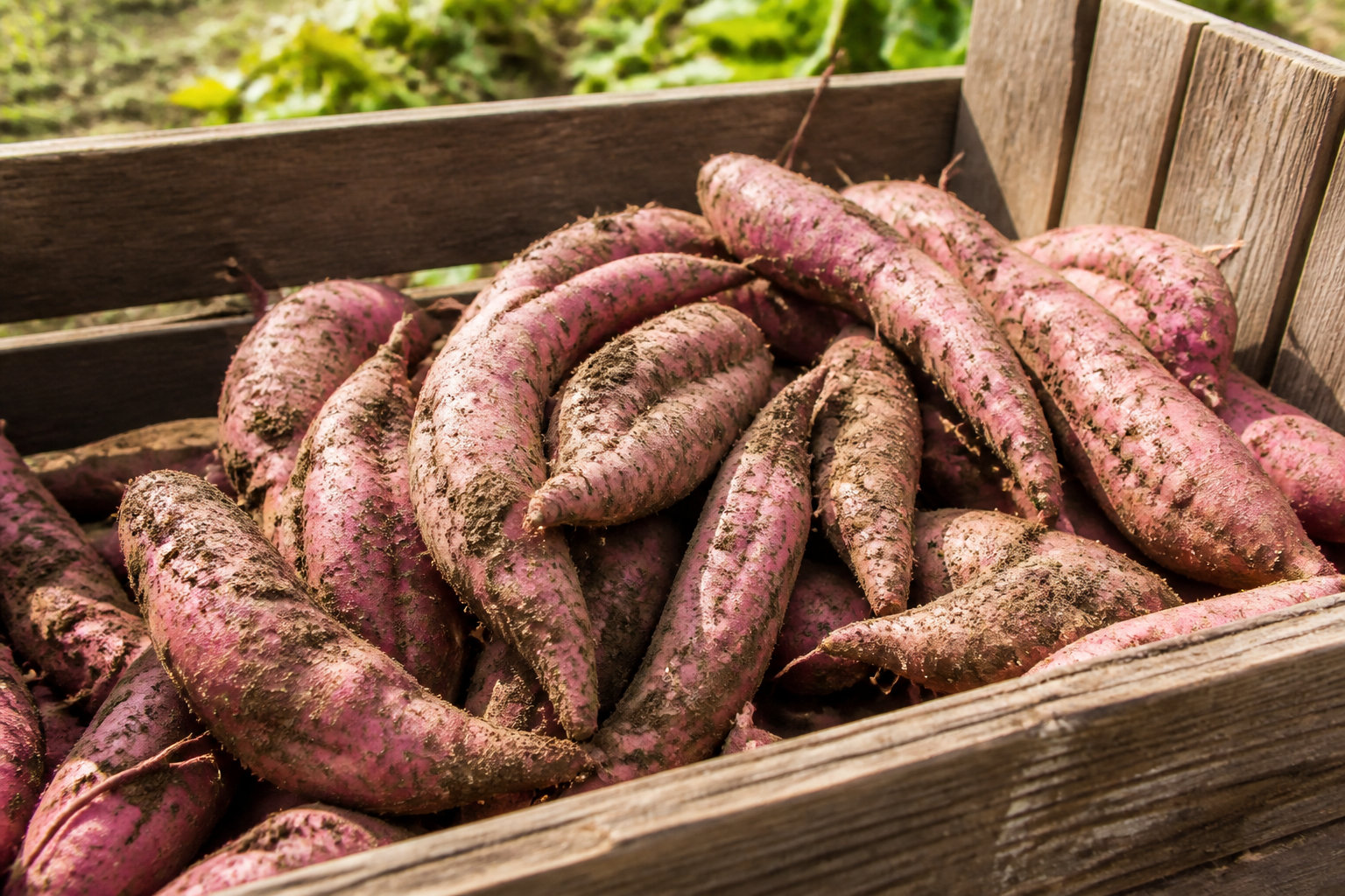 Récolte et conservation : les étapes pour protéger vos tubercules