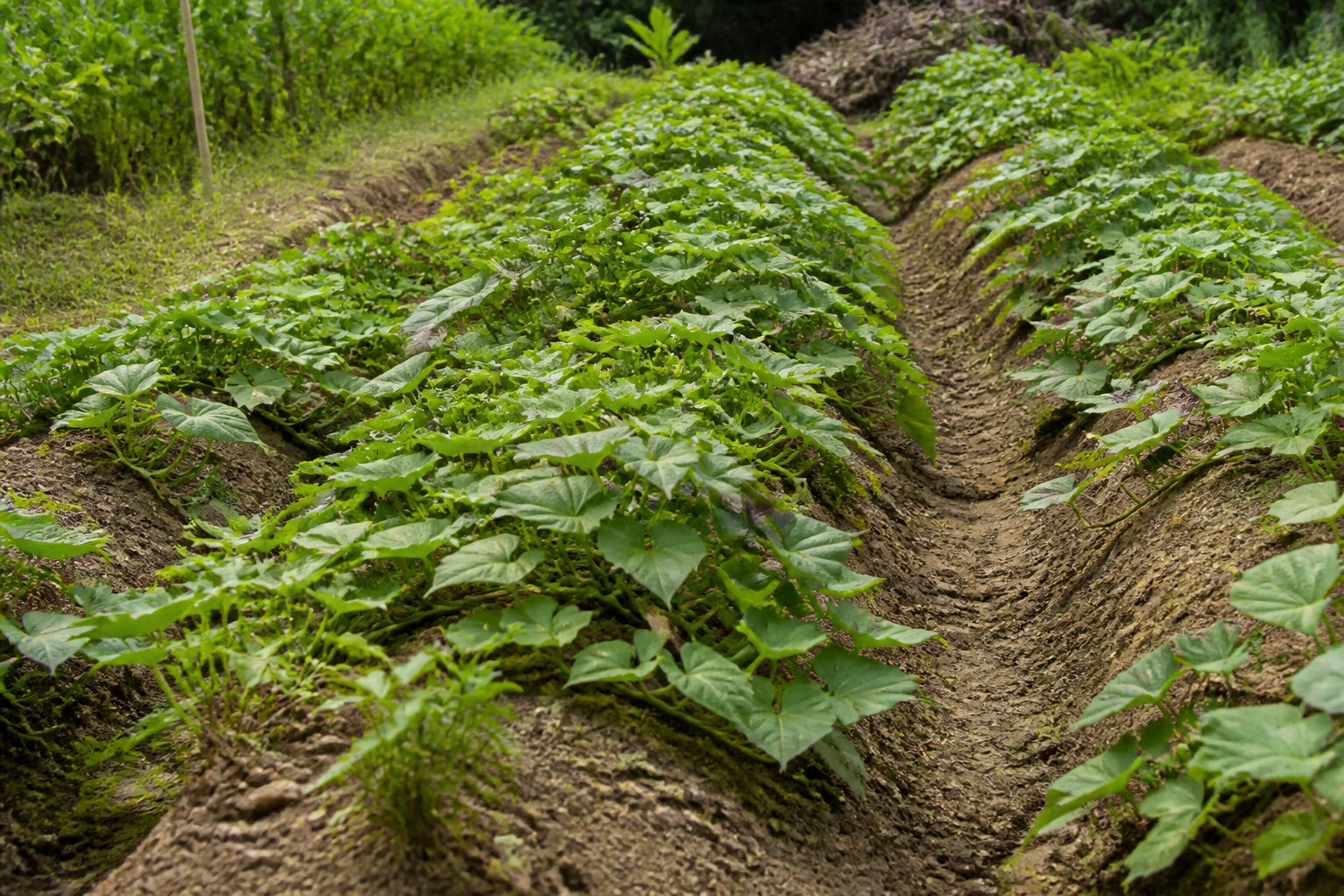 Comment installer et entretenir vos cultures au potager ?