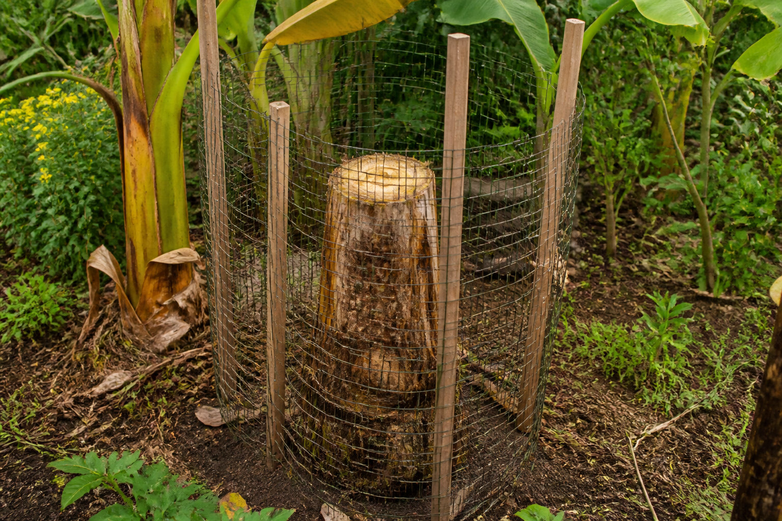 4 étapes pour protéger vos bananiers plantés en pleine terre