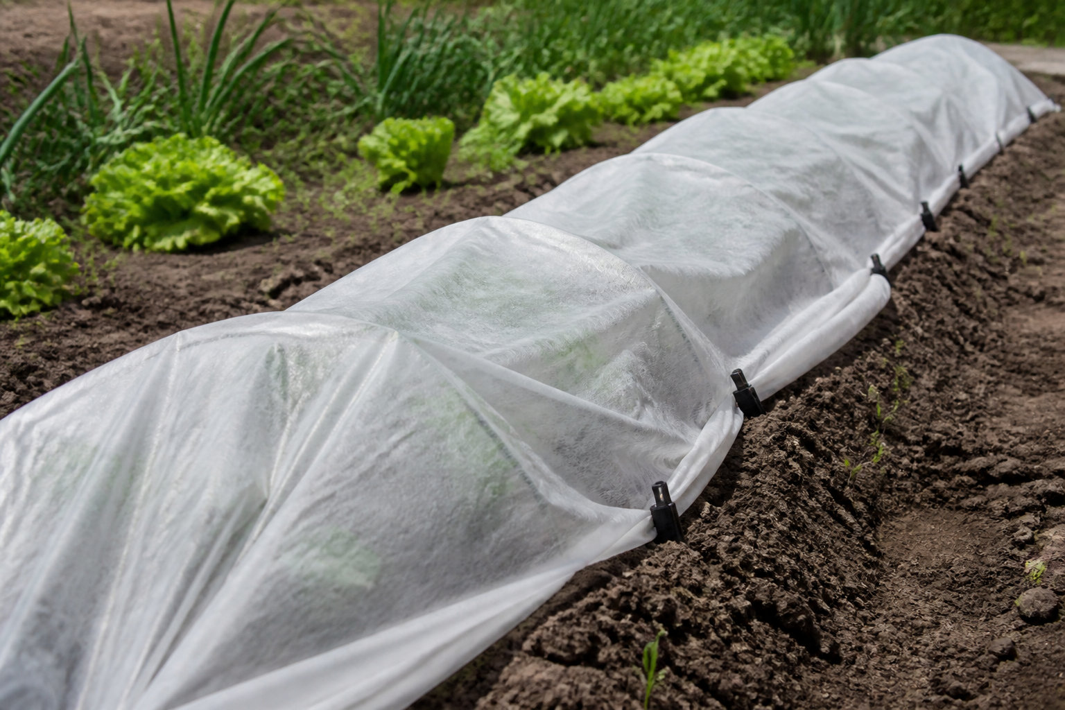Comment protéger vos plants des gelées tardives ?