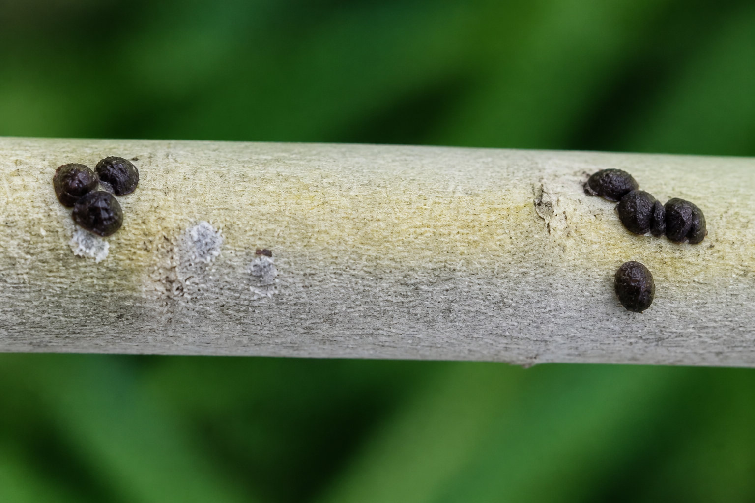 Stopper les agressions des parasites et champignons