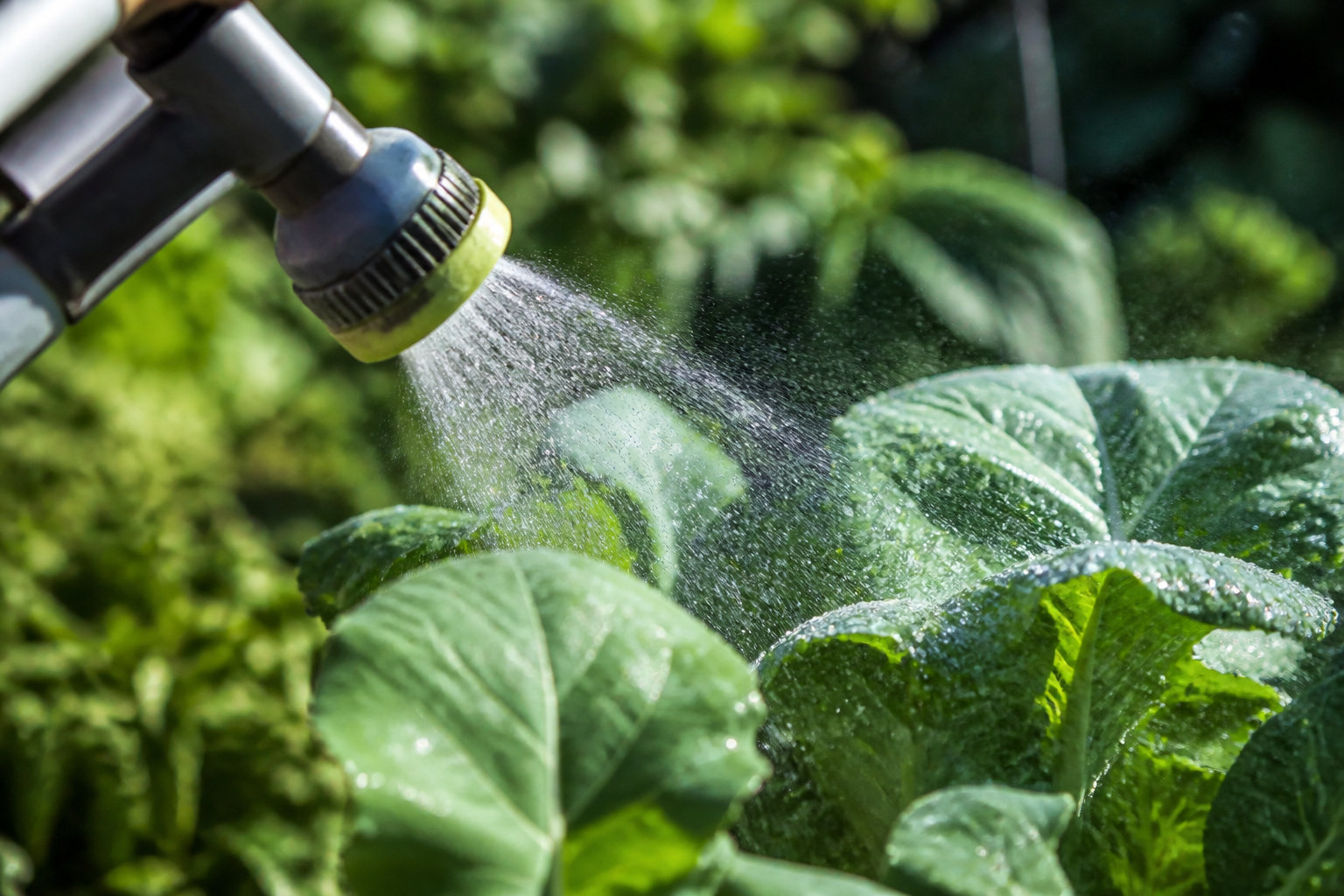 Pulvérisation foliaire : comment doser pour 1 litre ?
