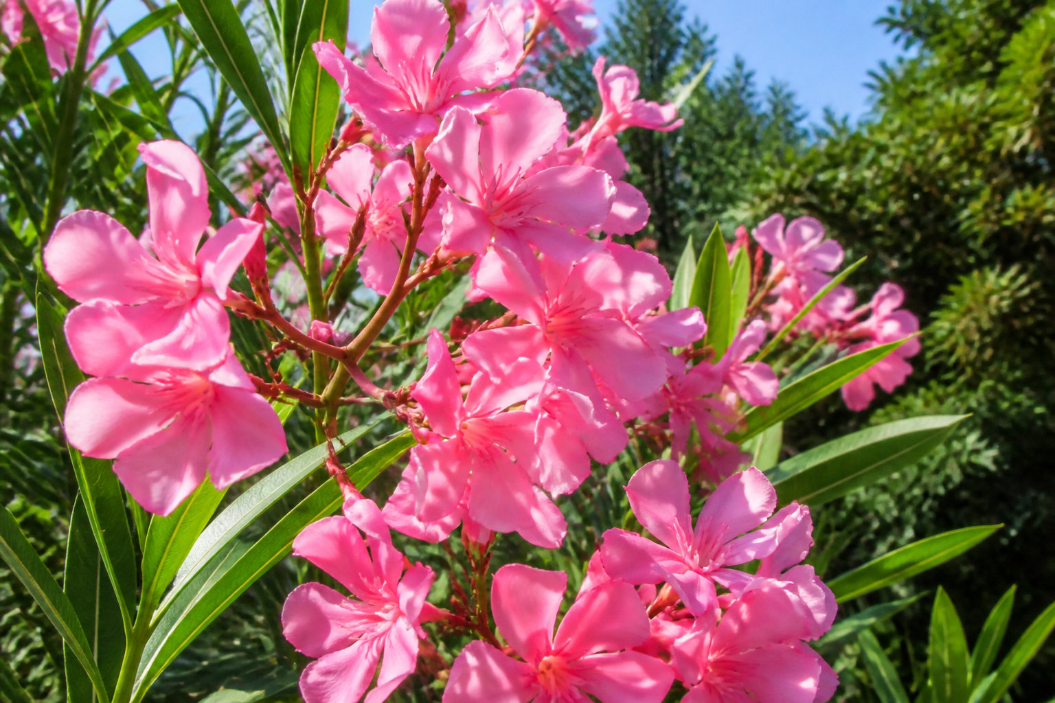 Soins post-taille pour garantir une floraison éclatante