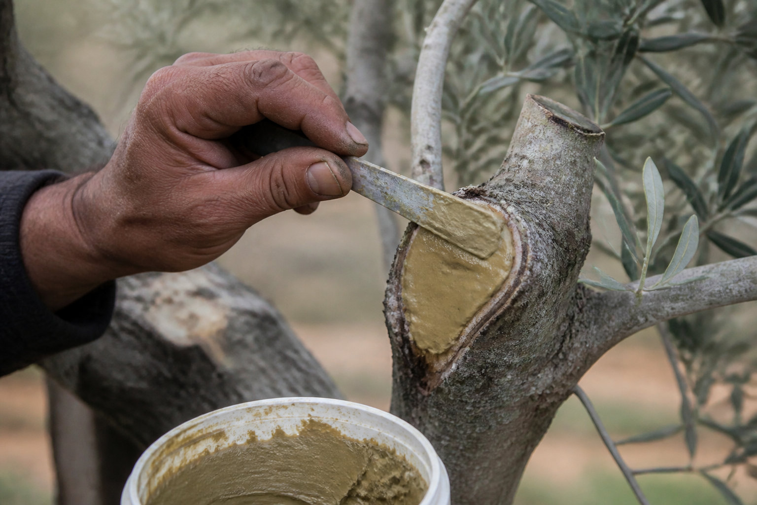 Étapes de structuration pour sculpter vos plateaux de verdure