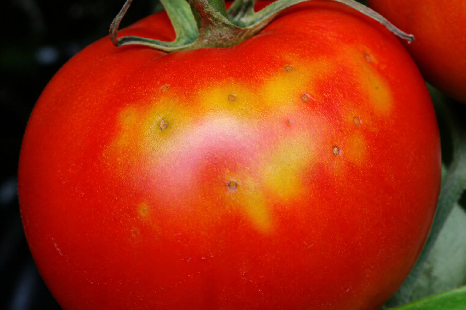 Soutenir les auxiliaires et l'équilibre naturel du jardin